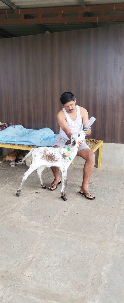 A Panvatha caregiver bottle-feeding a rescued calf with tender love