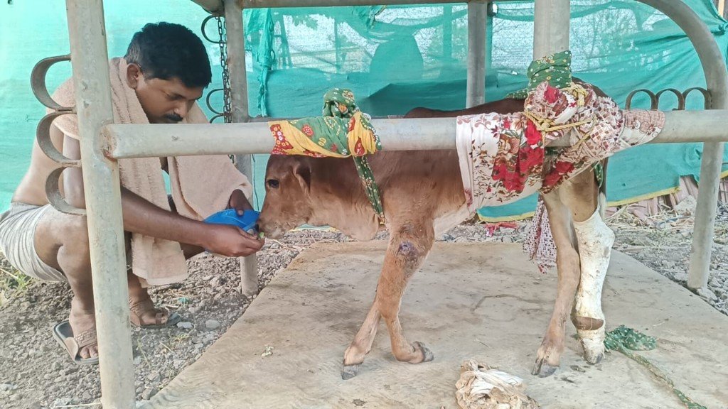 A rescued calf receiving gentle medical treatment at Panvatha