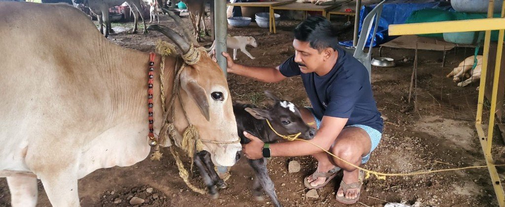 A caregiver bonding with a rescued cow and calf at Panvatha