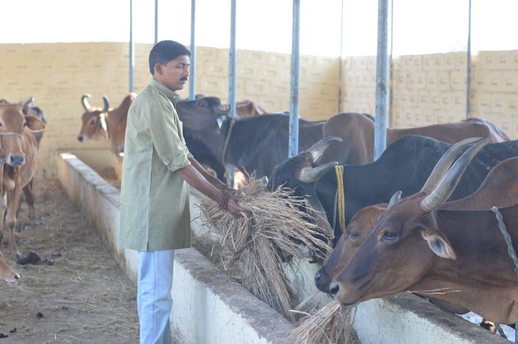 Founder Shri Bhaskar hand-feeding cows at Panvatha Savali Gaushala