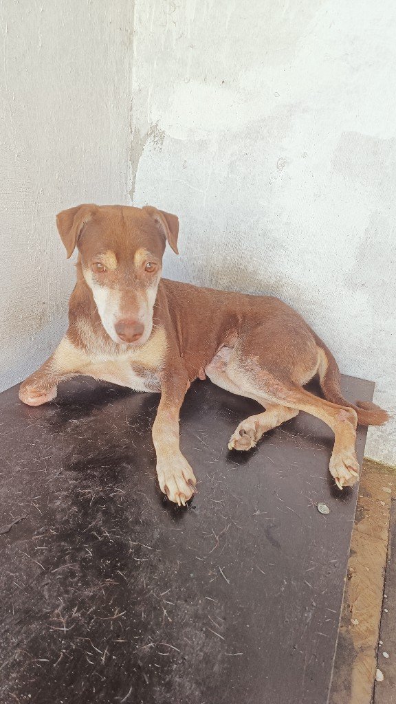 A healthy black rescued dog standing alert at Panvatha sanctuary