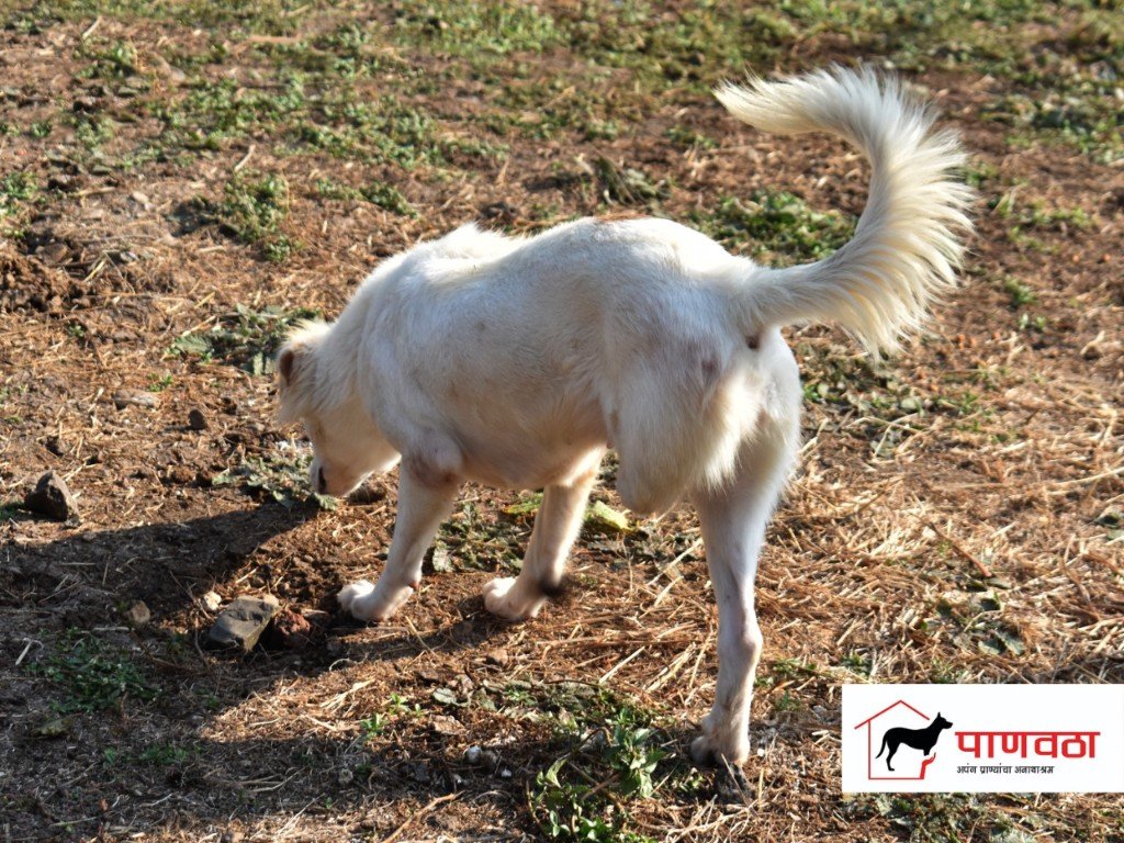 A rescued brown dog resting comfortably on a blanket at Panvatha