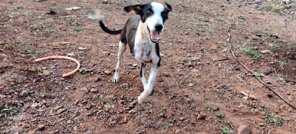 A rescued brown dog resting peacefully at Panvatha