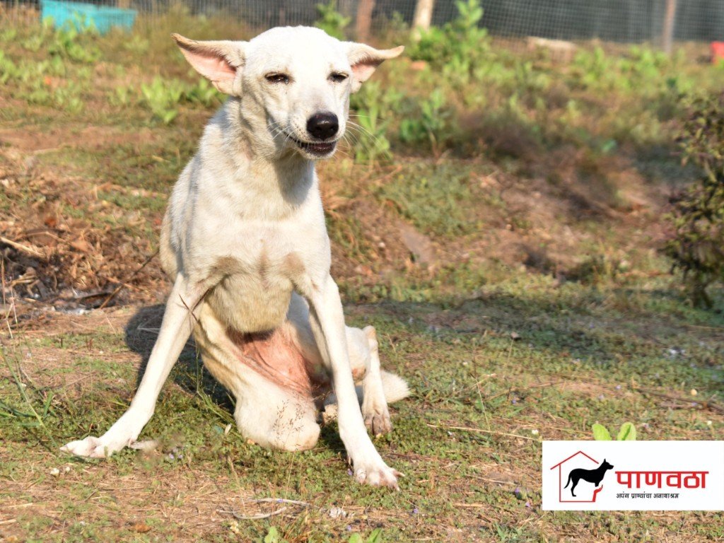 A paralyzed white dog resting and receiving care at Panvatha sanctuary