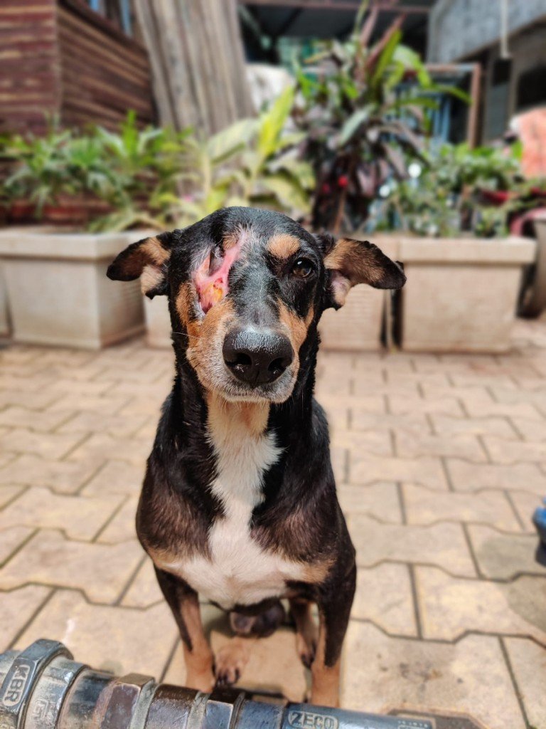 An injured stray dog after being rescued and cared for at Panvatha
