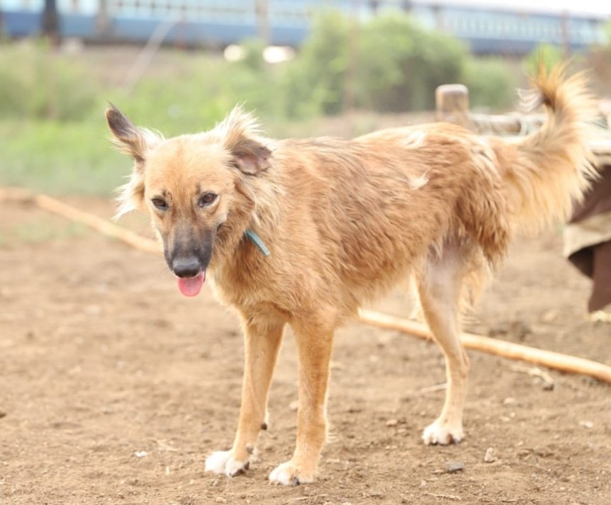 A happy rescued dog running freely at Panvatha sanctuary