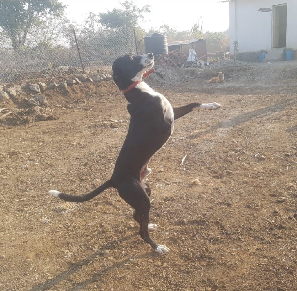 A Panvatha caregiver tenderly treating a small injured rescued dog