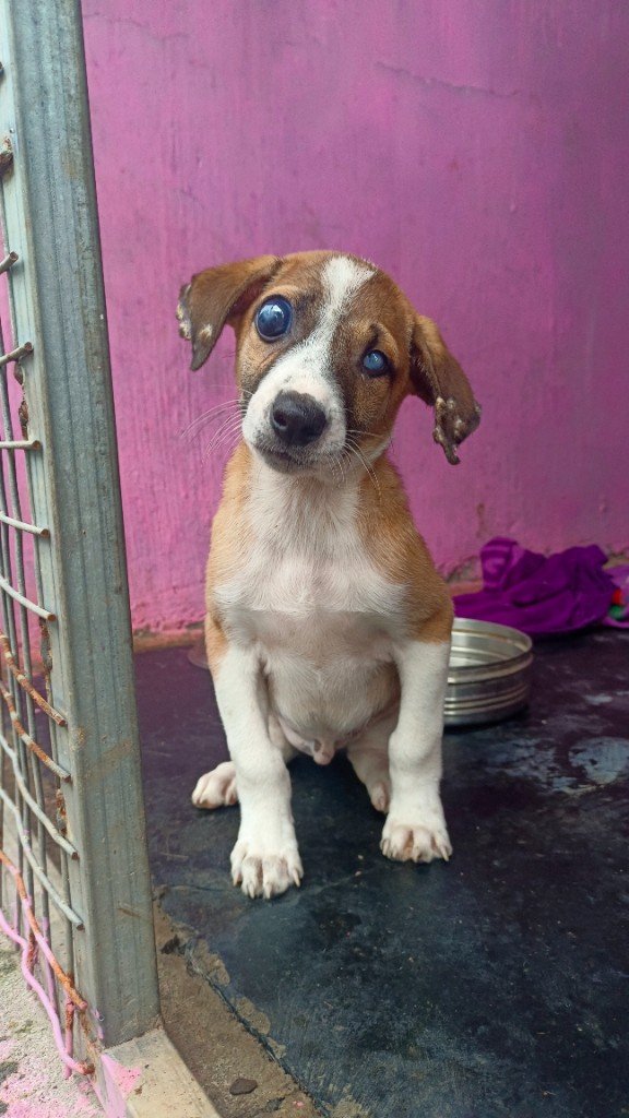 A brave three-legged dog walking confidently at Panvatha