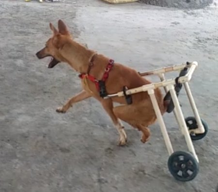 A rescued paralyzed dog using a custom wheelchair to walk at Panvatha