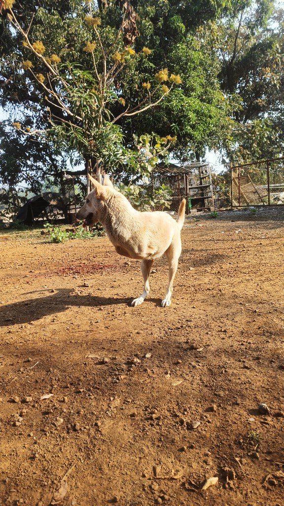 A rescued white dog at Panvatha wearing a blue collar, ready for a new life