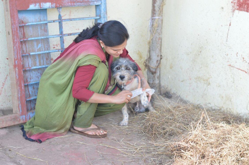 A rescued white fluffy dog exploring safely at Panvatha sanctuary
