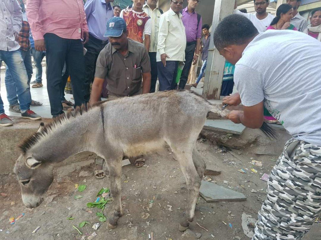 Community members and caregivers attending to a rescued donkey
