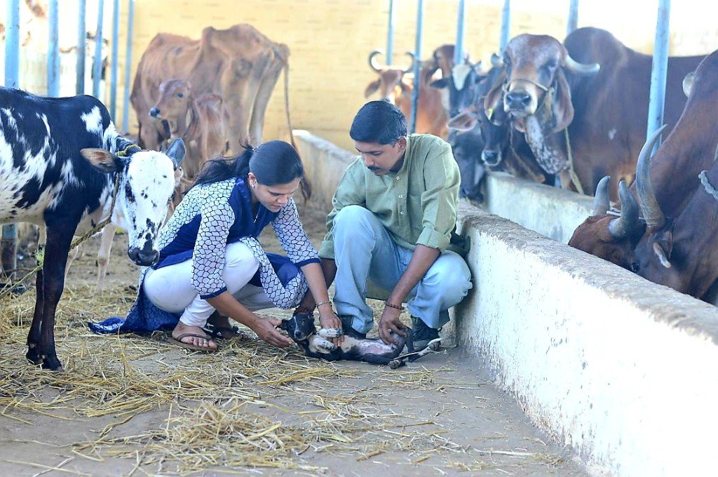 Panvatha founders providing hands-on care for a calf in the gaushala