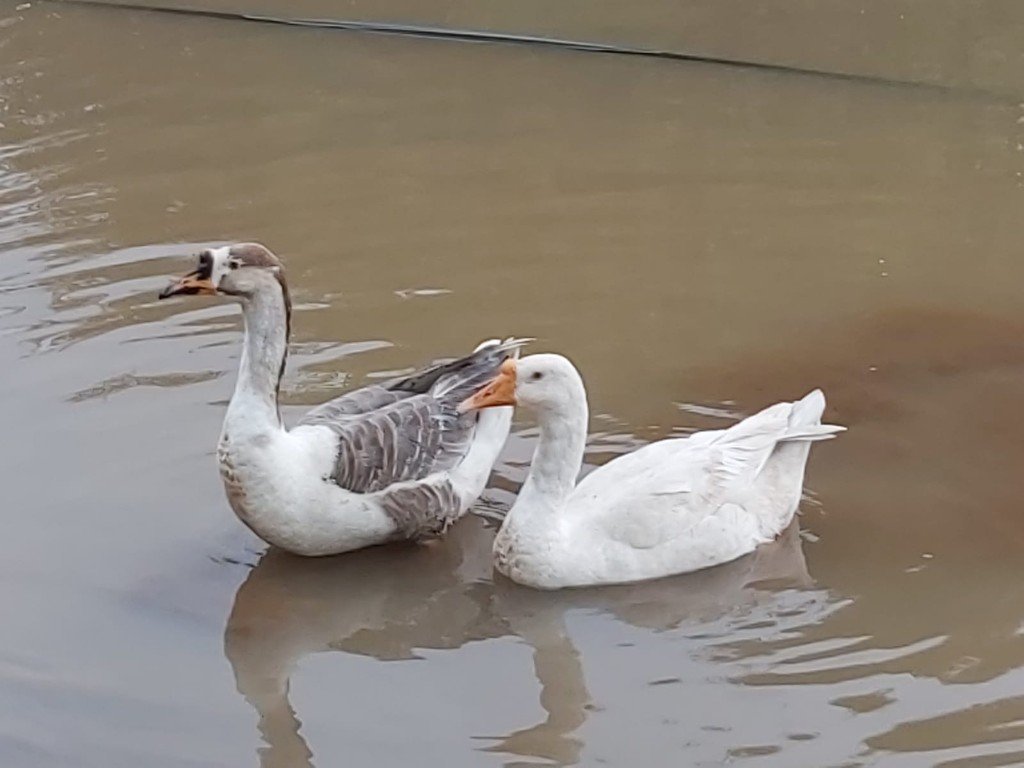 Two rescued geese swimming peacefully in the pond at Panvatha