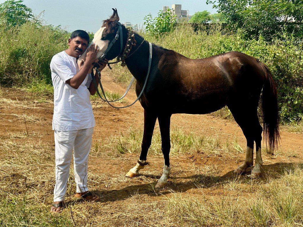 A caregiver sharing a gentle moment with a horse at Panvatha