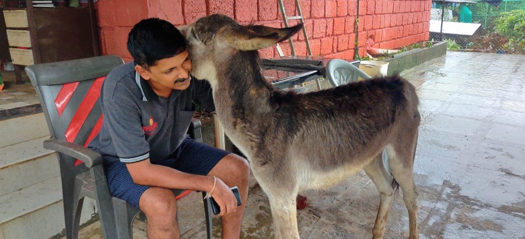 A volunteer sharing a gentle moment with a rescued baby donkey at Panvatha