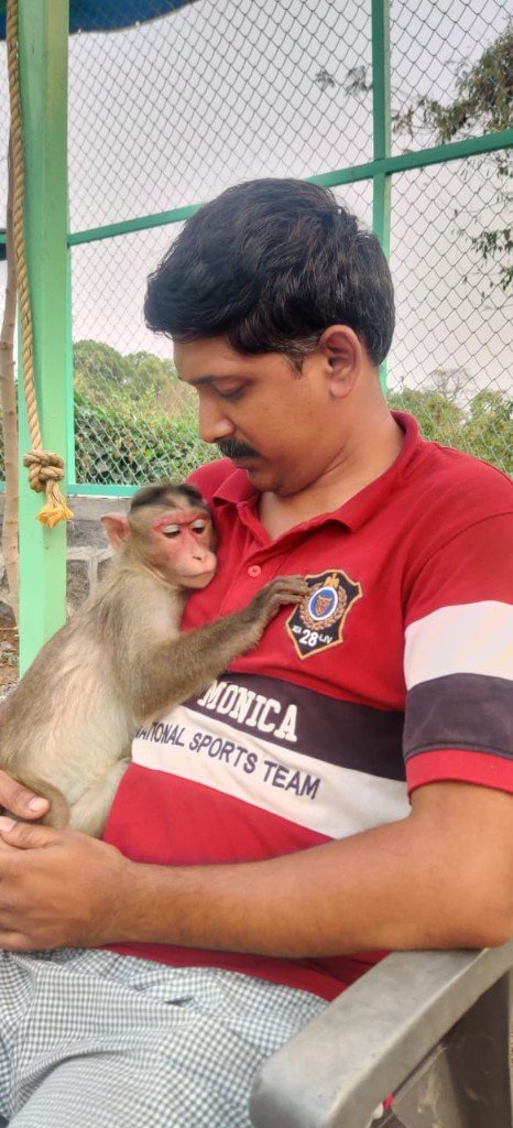 A caregiver gently holding a rescued monkey at Panvatha sanctuary