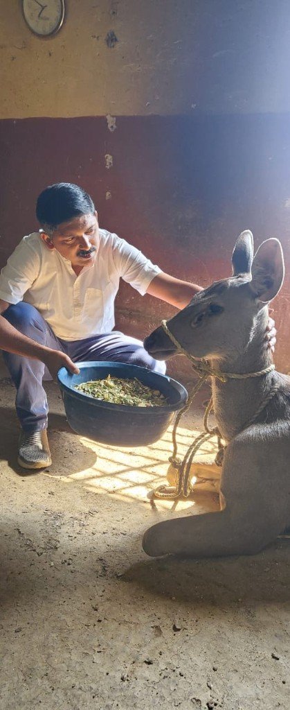 A caregiver feeding a rescued nilgai at Panvatha sanctuary