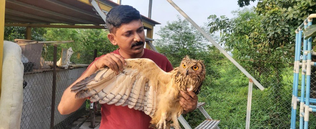 A caregiver displaying the wing of a rescued owl at Panvatha