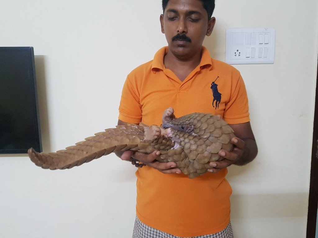 A rescued pangolin being cared for at Panvatha Foundation