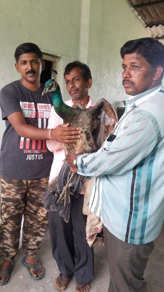 Rescuers carefully caring for a rescued peacock at Panvatha