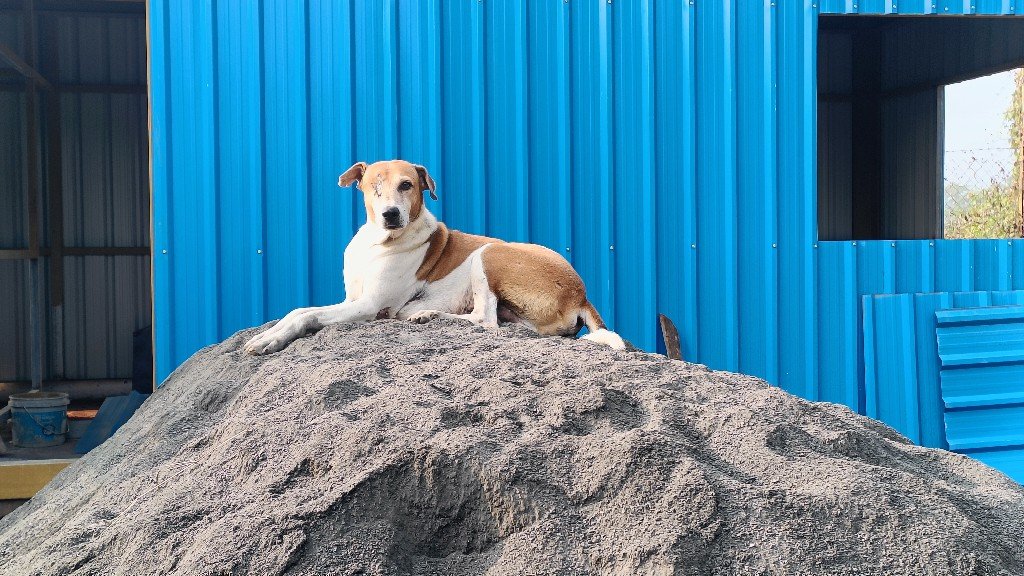 An adorable rescued puppy with expressive blue eyes at Panvatha