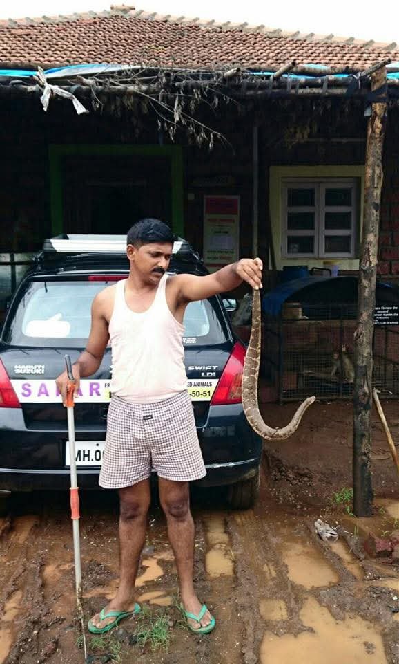 A Panvatha rescuer safely handling a snake during a rescue operation
