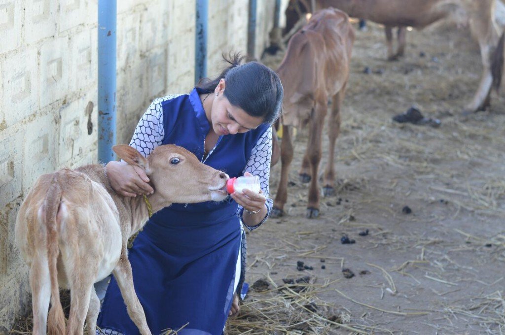 A Panvatha caregiver bottle-feeding a rescued calf with tender love